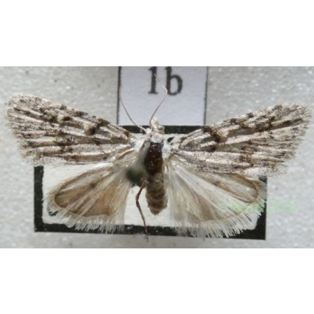 Nola cicatricalis (Treitschke, 1835) Slovakia1b